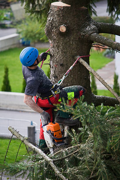 Reliable Henrietta, TX  Tree Services Solutions