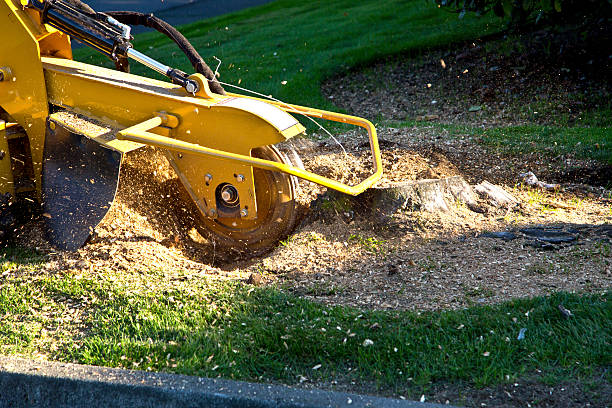 Why Choose Our Tree Removal Services in Henrietta, TX?